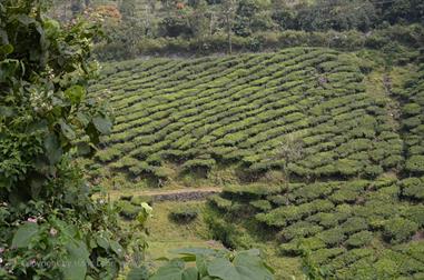 On the Route to Thekkady_DSC7119_H600